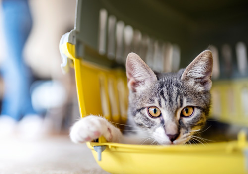 Katze die in einer geöffneten Transportbox liegt und in die Kamera schaut