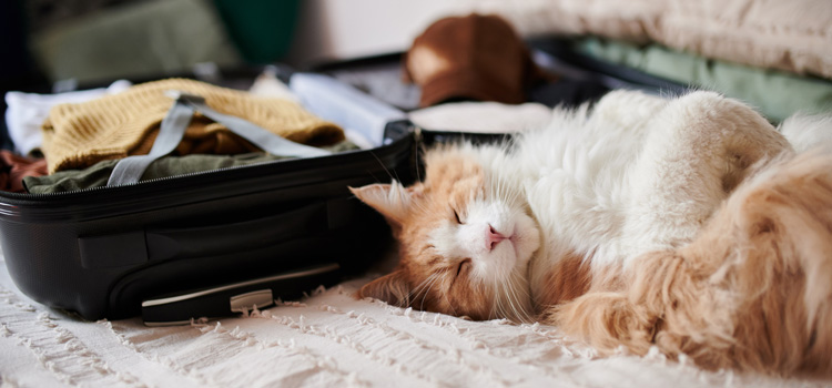 Katze die auf dem Rücken in einem Bett liegt und schläft, neben ihr liegt ein geöffneter Koffer der gerade gepackt wird