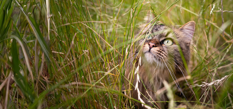 Katze sitzt in hohem Gras und sieht zwischen den Halmen nach oben