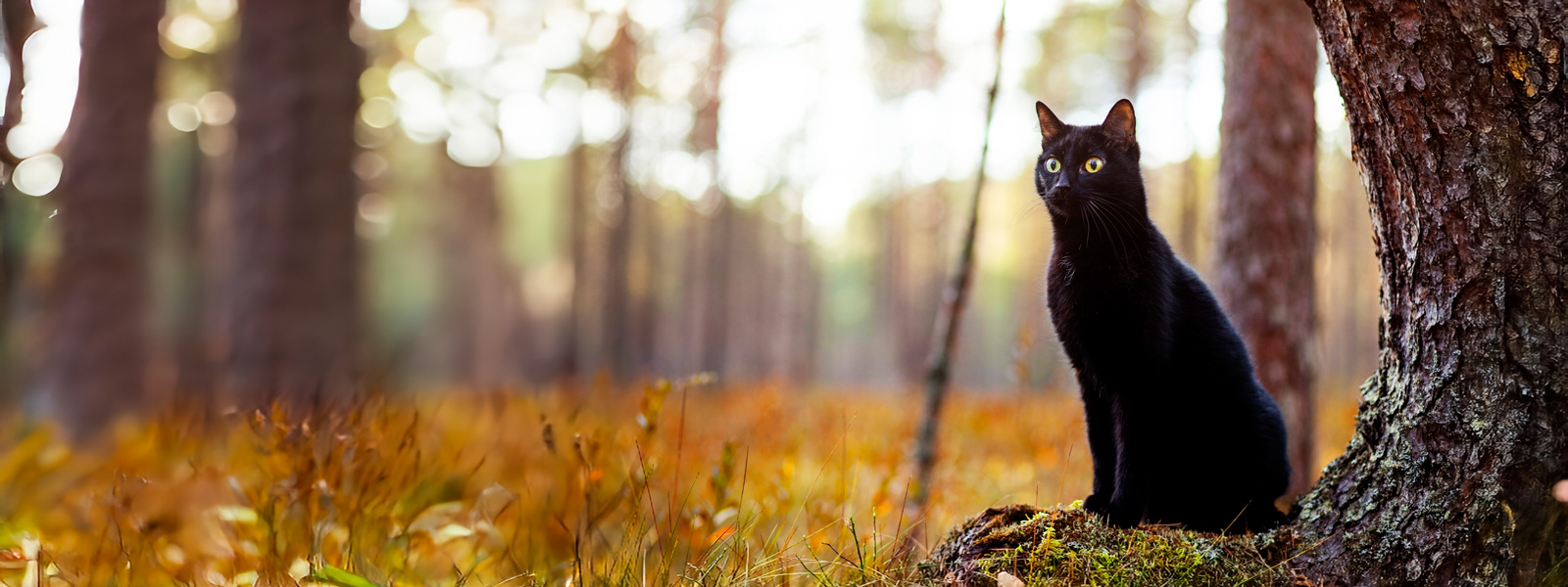 Schwarze Katze sitzt im Wald neben einen Baum