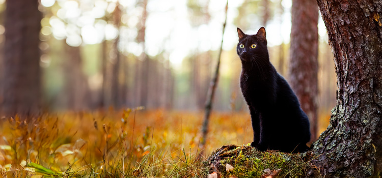 Schwarze Katze sitzt im Wald neben einen Baum