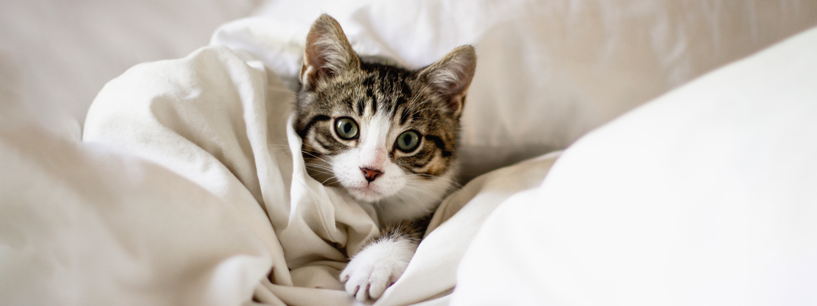 Katze eingewickelt in einer Decke