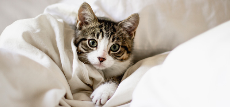 Katze eingewickelt in einer Decke