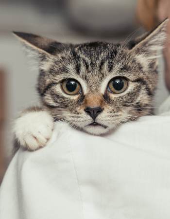 Katze legt ihren Kopf auf Schulter ab