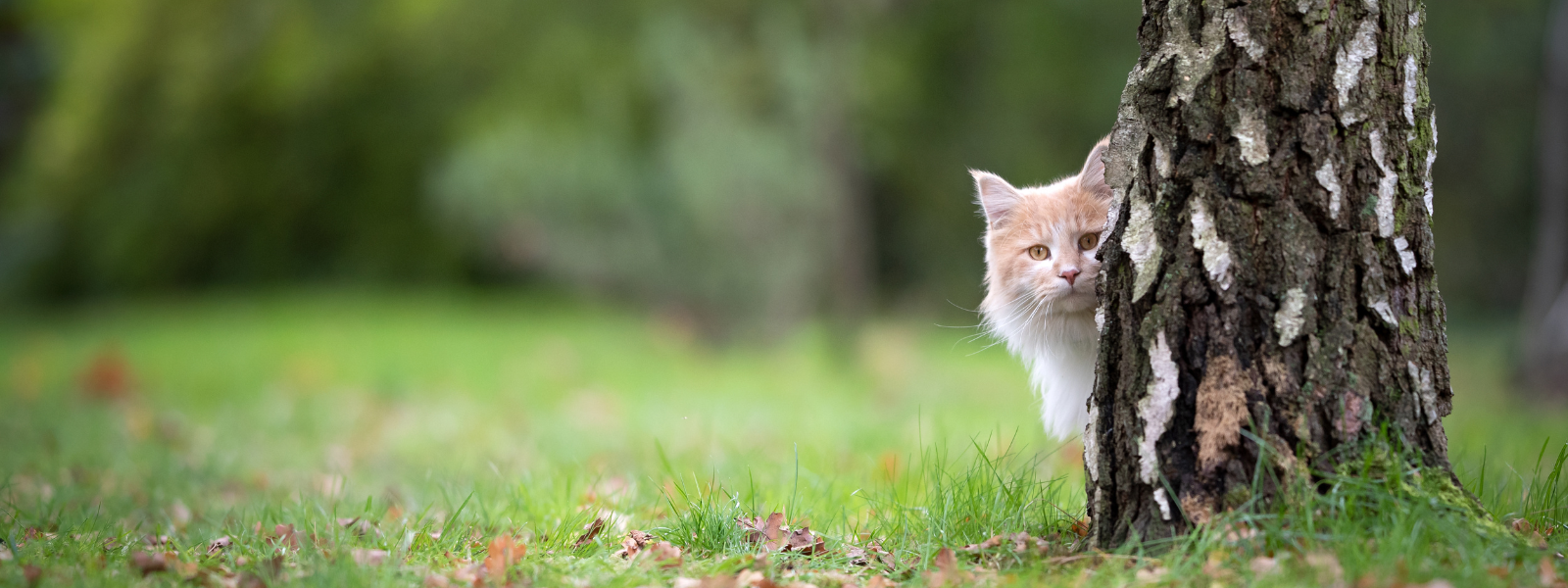 Katze sieht links hinter Baumstamm hervor