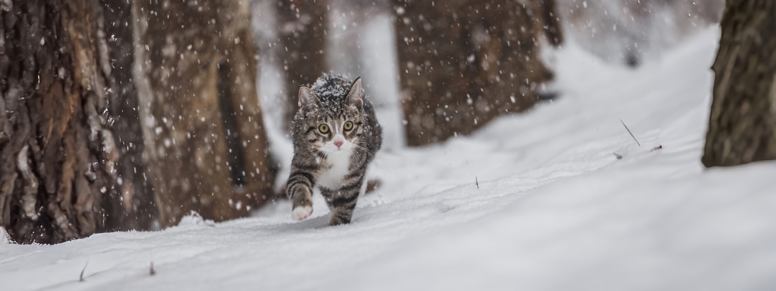 Katze im Schnee