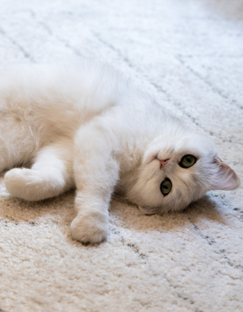 Katze liegt verspielt auf dem Boden und sieht in die Kamera