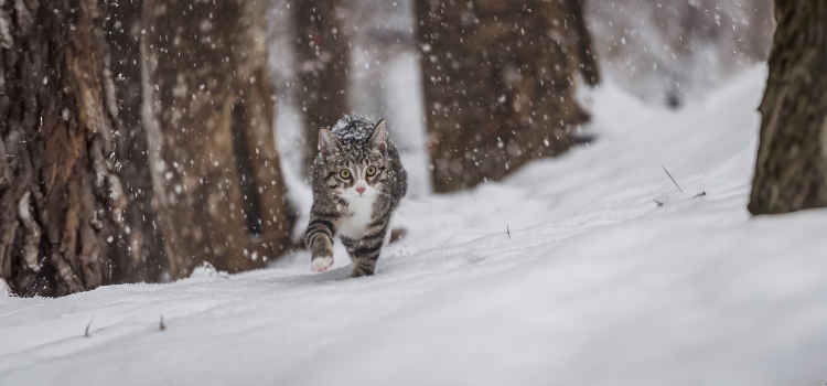 Katze im Schnee