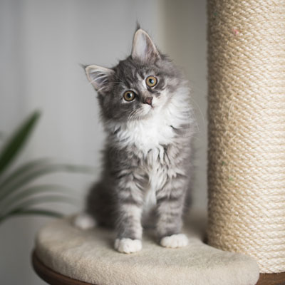 Eine Maine Coon Katze sitzt auf dem Kratzbaum