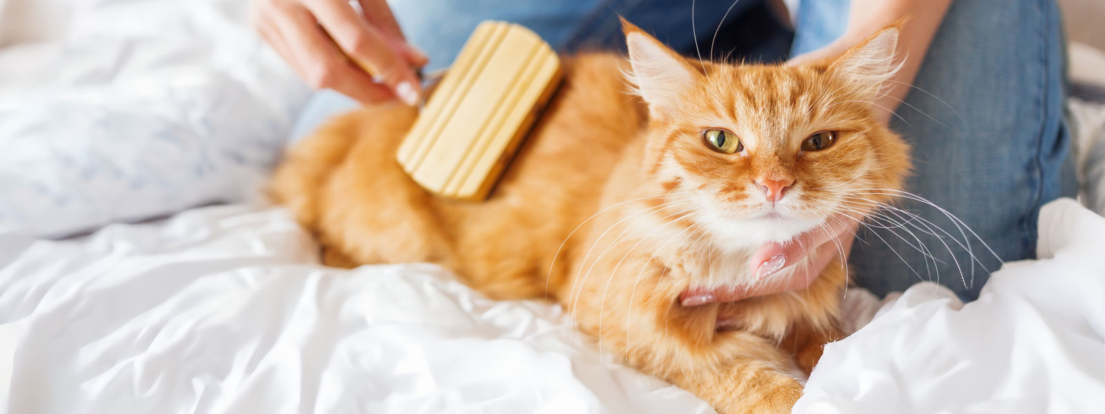 Cat lies in a bed and is brushed by its owner with a brush