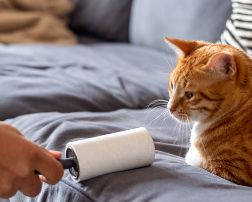 Cat lies on a sofa and its owner removes cat hair from it