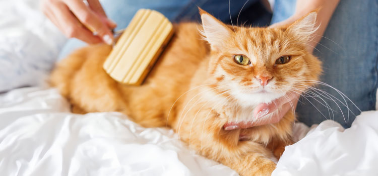 Cat lies in a bed and is brushed by its owner with a brush