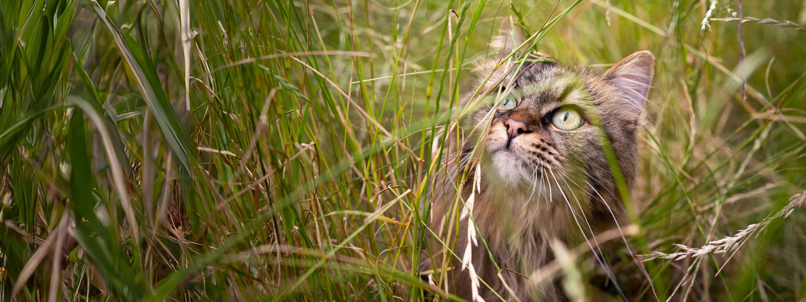 Cat sits in tall grass and looks up between the stalks