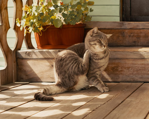 Cat sits in front of the entrance on wooden steps and scratches itself