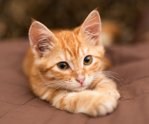 Red kitten