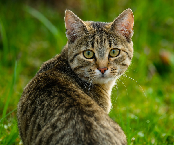 cat sits in the grass