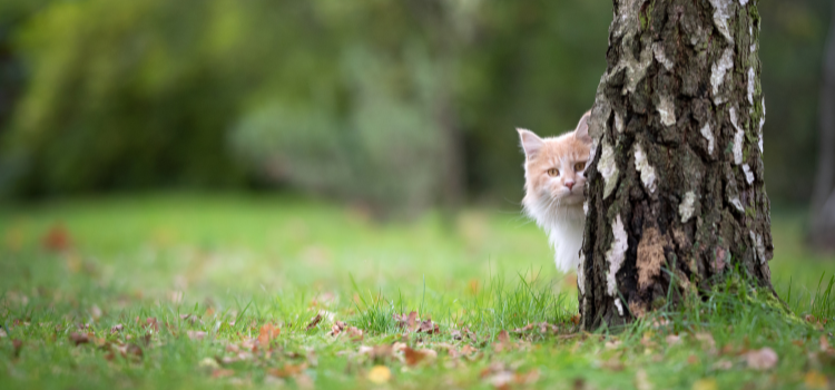 Katze sieht links hinter Baumstamm hervor