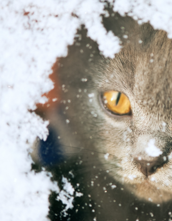 Cat looks throgh snowy window