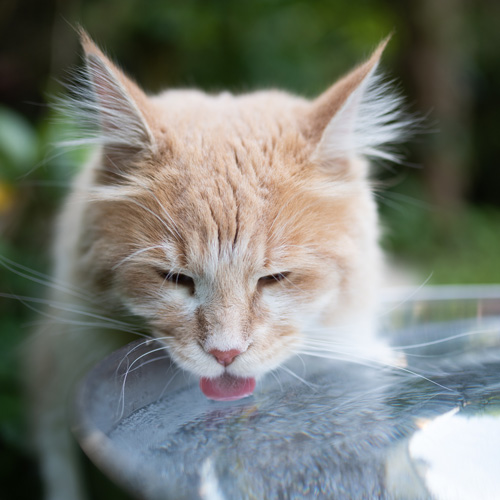 Chat léchant de l'eau dans un bol