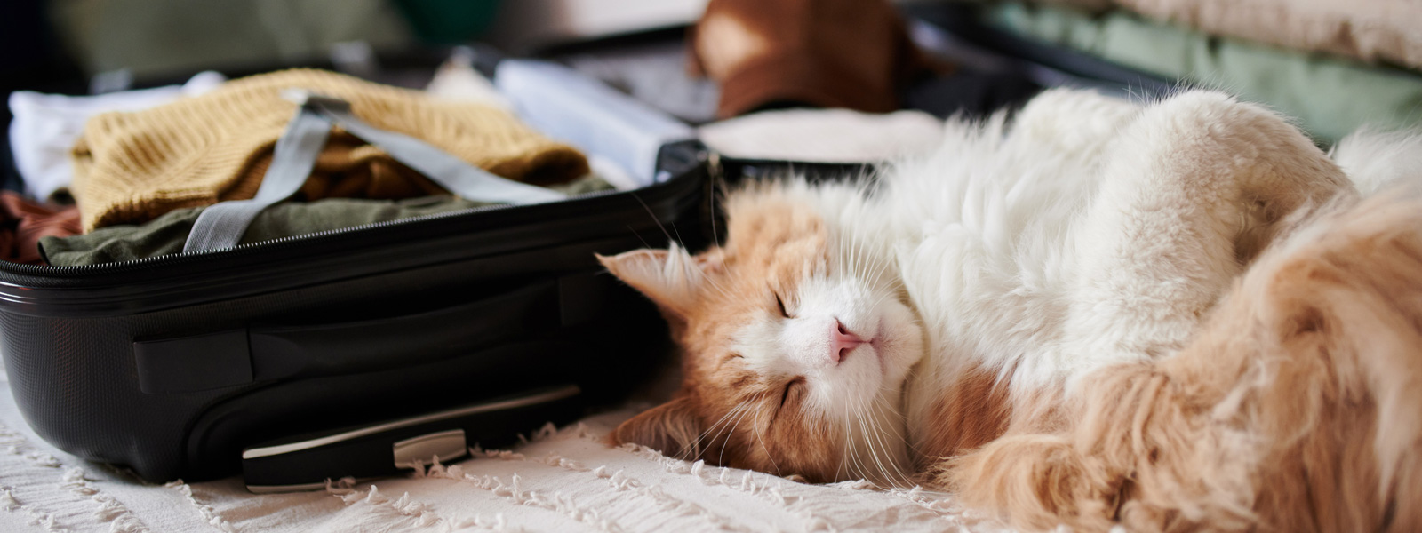 Chat couché sur le dos dans un lit et dormant, à côté de lui se trouve une valise ouverte qui est en train d'être préparée.