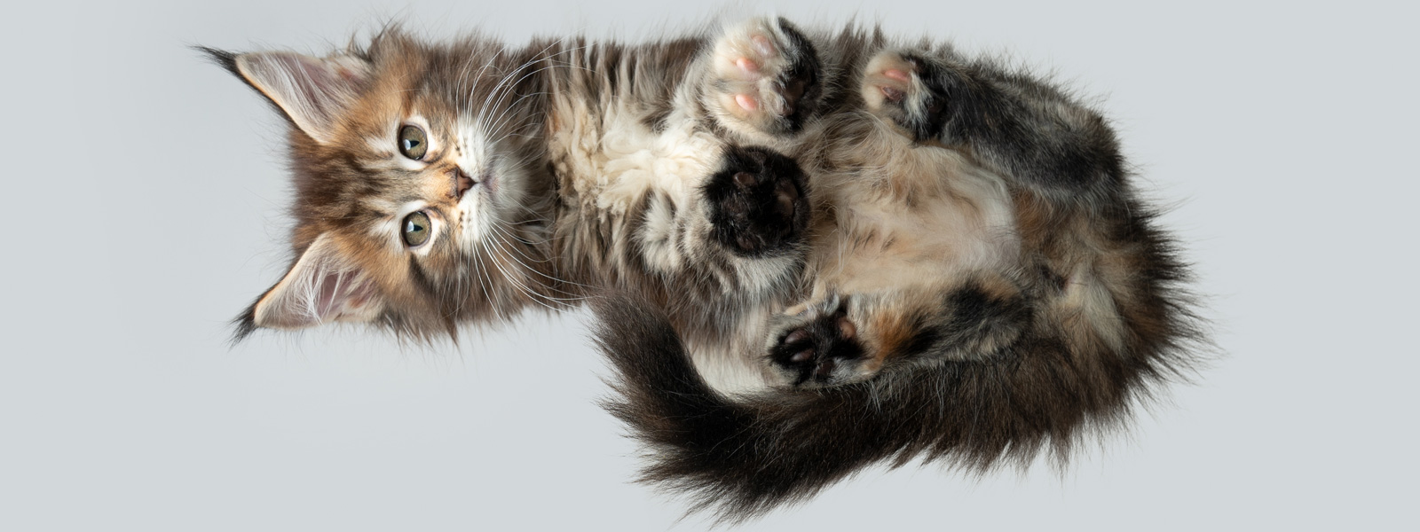 Chat assis sur une table en verre