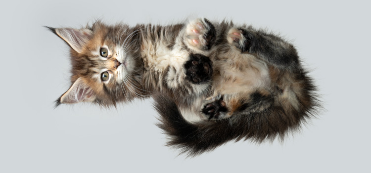 Chat assis sur une table en verre